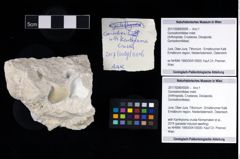 Foto (Objekt + Etikett) von Goniodromitidae indet.  (NHMW-GEO-2017-0089-0006)